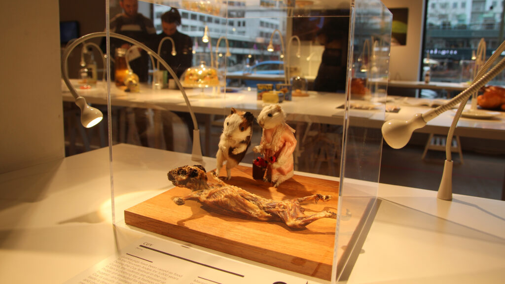 Cuy-marsvin i en monter på Disgusting Food Museum.
