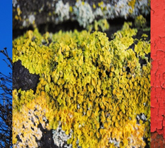 Fem bilder bredvid varandra: grön algpåväxt på husgrund, istappar hängande från ett stuprör, gula lavar på sten, flagnande röd målarfärg, murad sten randig av rinnande vatten.