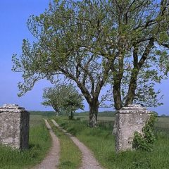 En grusväg på en sommaräng med grönskande träd och två grindstolpar