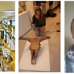 Från vänster: Skelettsalen i det gamla Zoologiska museet, Martia Mostadius med skalle i samlingen3D-scannar en skalle, Maria Mostadius.