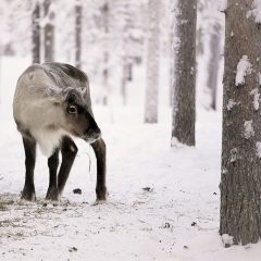 Vinter, snö och ren