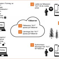 Arbetsflöde för registrering i Fältreg.