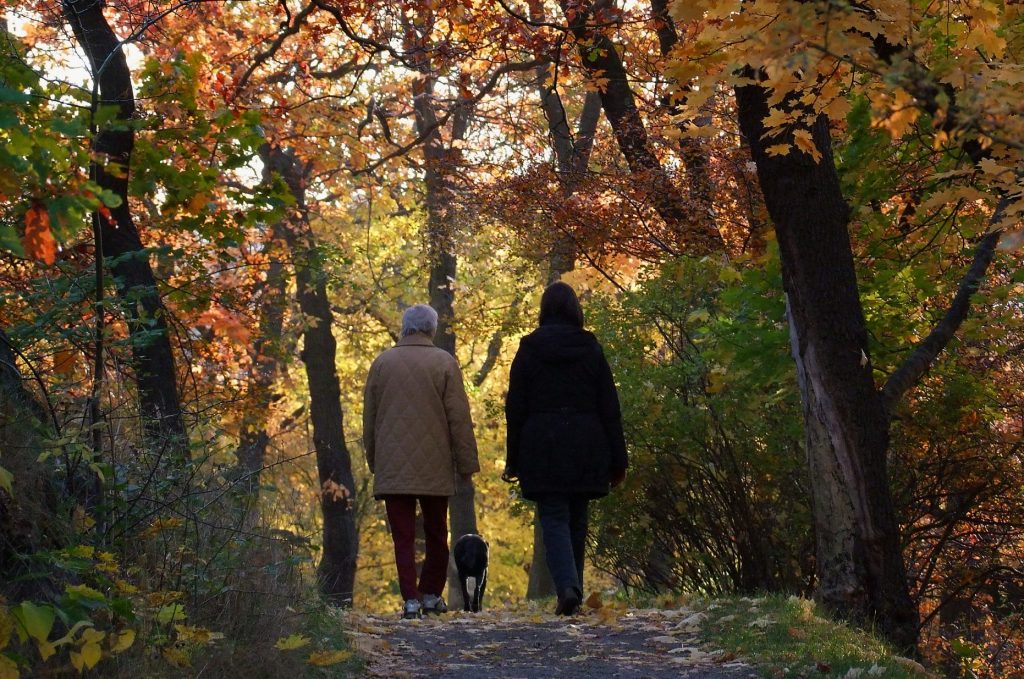 Två personer vandrar på en stig i en skog med höga träd i höstfärger