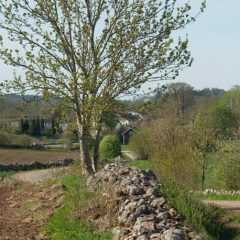 En stenmur längs åkerkanten har tidigare fungerat som hägnad för att stänga ute boskap från åkern.