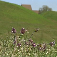 Här syns Backsippa (Pulsatilla vulgaris) som på grund av en ökad igenväxning av landskapet numera är fridlyst.