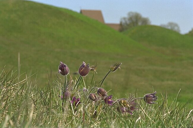 Här syns Backsippa (Pulsatilla vulgaris) som på grund av en ökad igenväxning av landskapet numera är fridlyst.