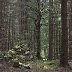 Odlingsrösen och döda lövträd vittnar om ett äldre odlingslandskap i skogarna vid Nötekulla i Småland.