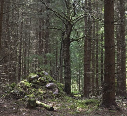 Odlingsrösen och döda lövträd vittnar om ett äldre odlingslandskap i skogarna vid Nötekulla i Småland.