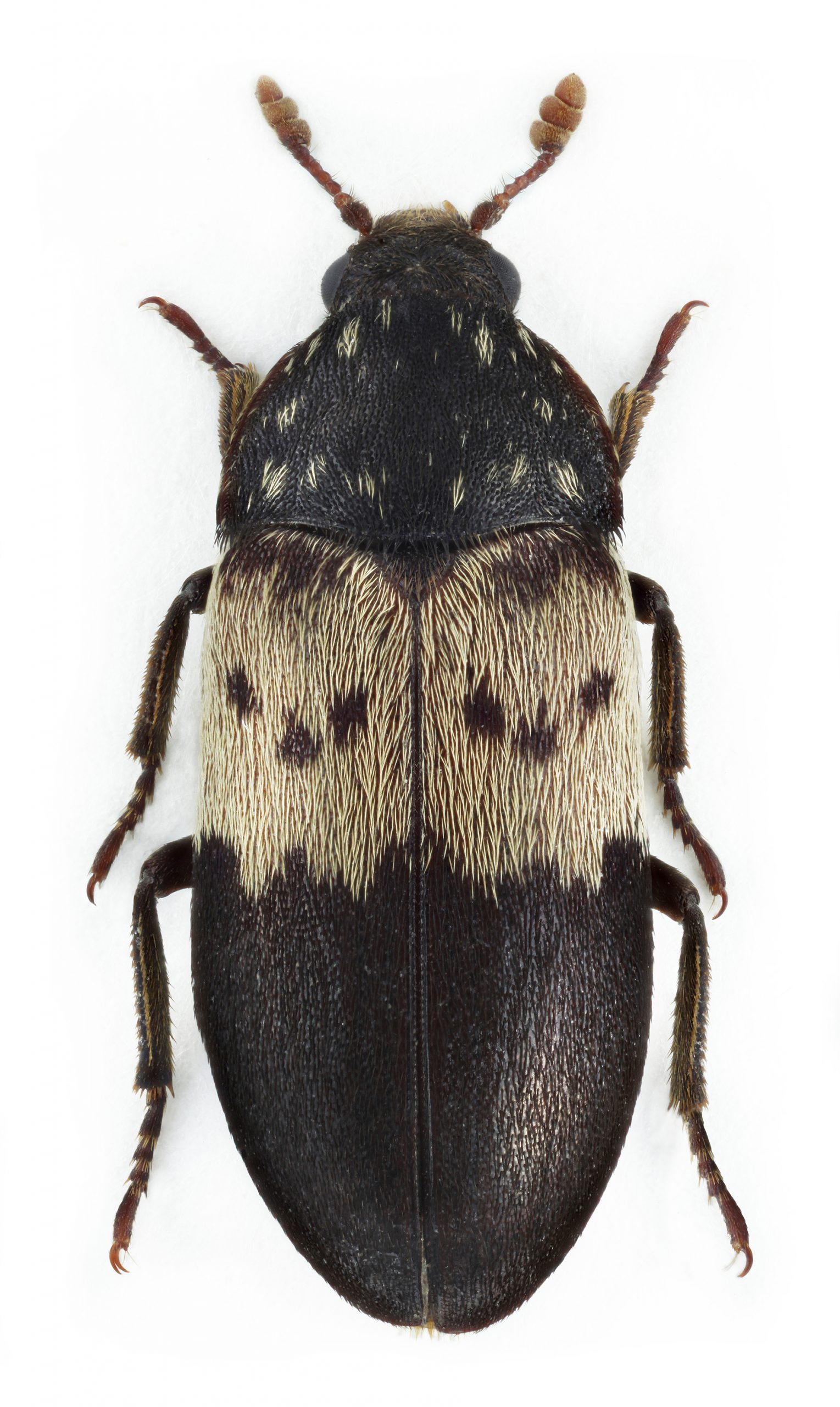 Närbild på fläskänger. Svart oval insekt med ett ljus brett band som har sex mörkare prickar på.
