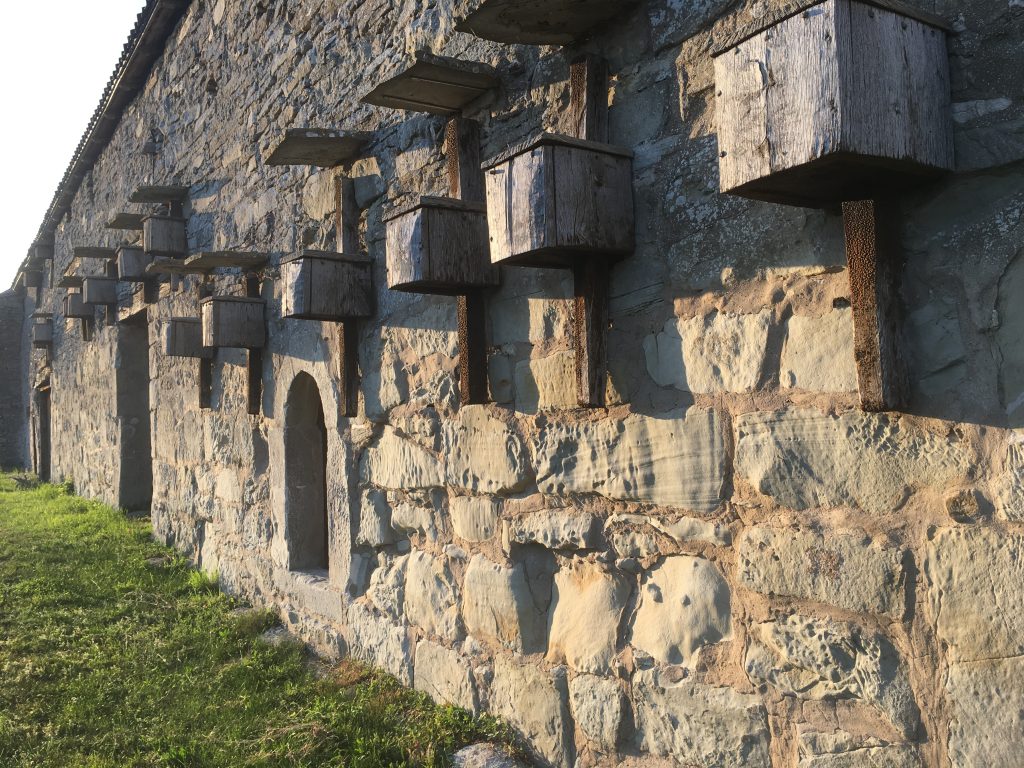 En eroderad stenvägg med utstickande bjälkar sett i släpljus.