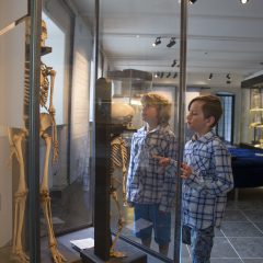 Två barn tittar på museimonter innehållande ett barnskelett