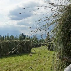 Lillhärjåbygget hässjning