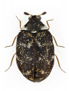Stor svart insekt med ljusare ben och små droppformade mönster i gult och vitt. 