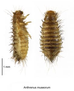 Två larver bredvid varandra. En som är fotad från sidan och en uppifrån. Ljusbrun med ledad kropp och taggiga spröt över hela kroppen.