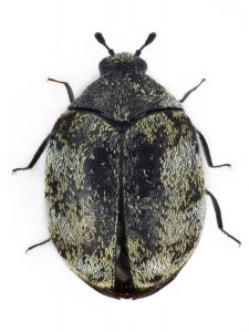 Insekt med relativt rund form. Mörk fläckig färg och korta ben.