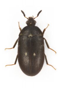 Oval svart insekt med en vit fläck på vardera vinge. Benen är mörka intill kroppen och blir sedan ljusbruna längst ut.