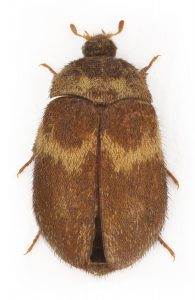 Insekt som ser ut att vara täckt med brun päls. Har ett ljusbrunt vågformat mönster tvärs över hela ryggen.