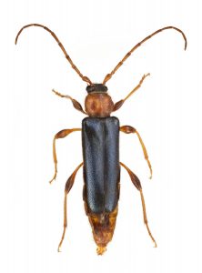 Långsmal insekt med mörka täckvingar och långa ljusa ben och antenner. 