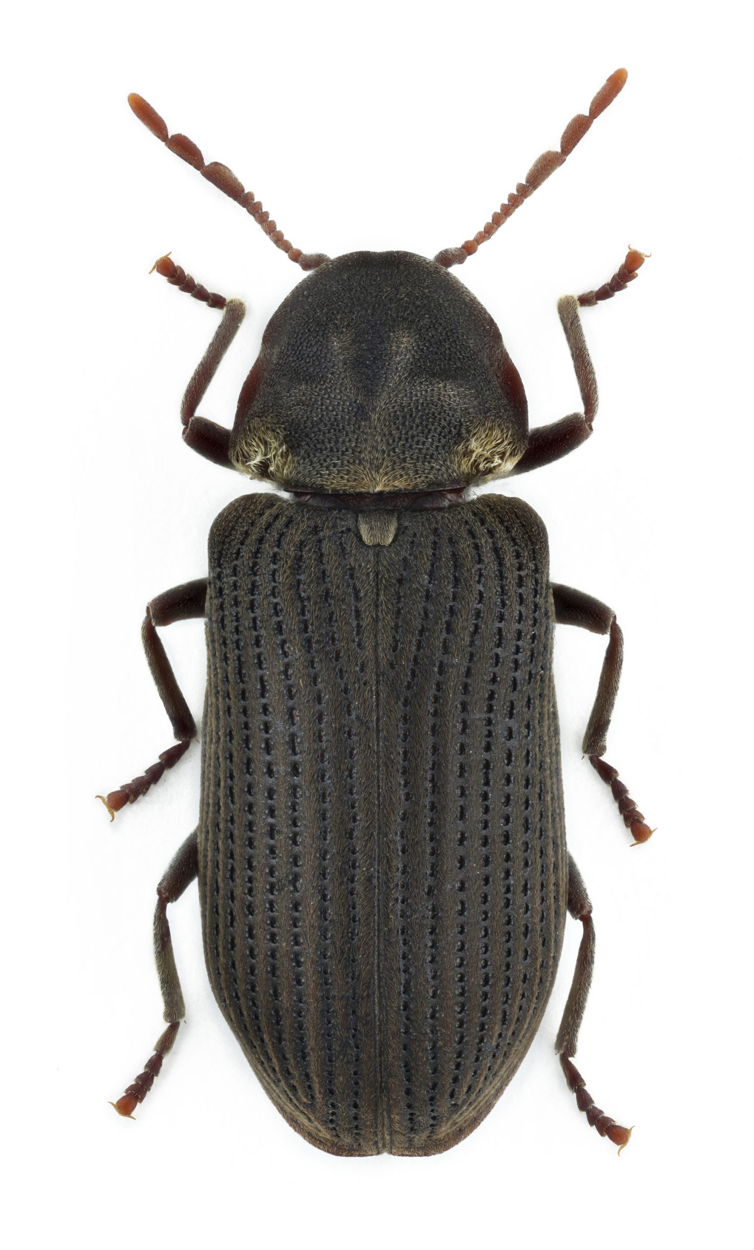 Svart insekt med två gula fläckar av hår på halssköldens bakre hörn. 