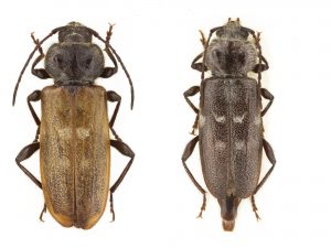 Två insekter bredvid varandra. De har sex ben nära kroppen och tentaklerna bakåtstrukna.