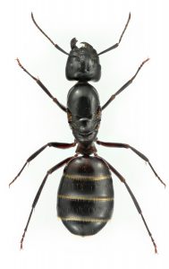 Stor svart myra med tre ränder på bakkroppen.