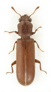 Avlång brun insekt med tydlig midja mellan över och underkropp.