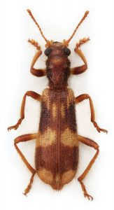 Avlång brun insekt med ljusare fläckar vid benen