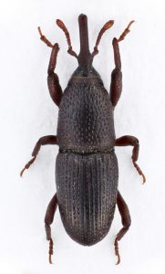 Svart insekt med väldigt litet huvud som smalnar av i en snabel. Antennerna sitter på sidan av huvudet.