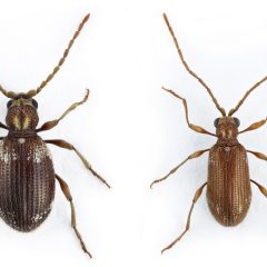 Två skalbaggar bredvid varandra. En mörkbrun och mer rund i formen. Den andra ljusare och smalare. Långa ben och antenner.
