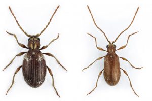 Två insekter bredvid varandra. En mörkbrun och mer rund i formen. Den andra ljusare och smalare. Långa ben och antenner.