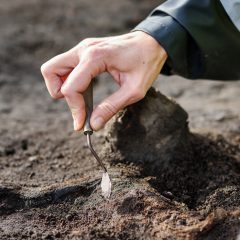 Närbild på hand som petar i jorden med en liten, liten spade