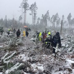 I ett snöoväder vandrar personer i ojämn skogsterräng med små granar