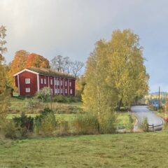 Landskap med höga björkar längs en väg och med ett stort rött timrat långhus i med vita fönster och vindskivor. Taket har grästak.