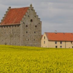 En stor stenbyggnad med tegeltak och trappgavel reser sig majestätiskt upp ur ett rapsfält.