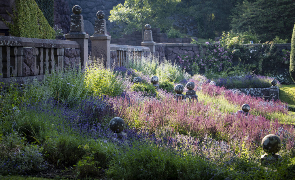 Lila växter och blommor i solljus, med en stenmur till vänster.