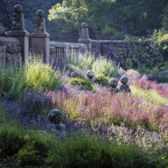 Lila växter och blommor i solljus, med en stenmur till vänster.