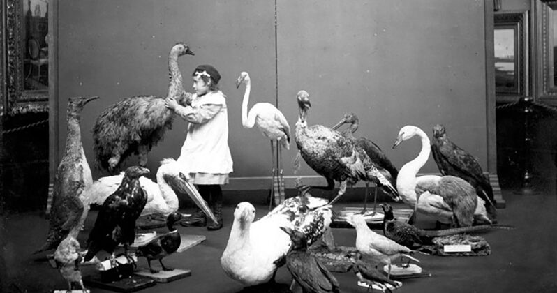 Ett tiotal uppstoppande fåglar runt en flicka i ett rum. Flickan håller om halsen på en svan.