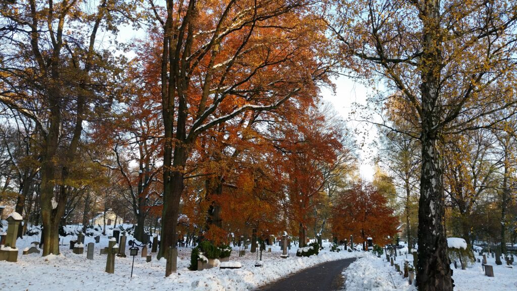 Stora träd på sidorna om en gångväg på en snötäckt kyrkogård.