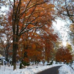 Stora träd på sidorna om en gångväg på en snötäckt kyrkogård.