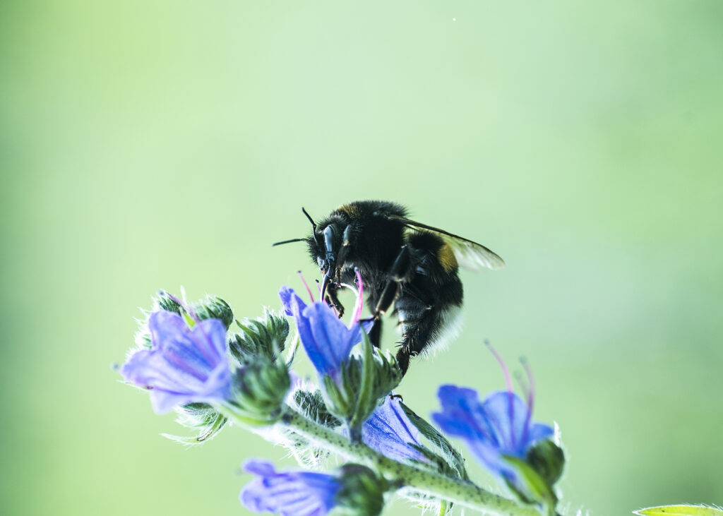 Närbild på en humla som sitter på en blå blomma.