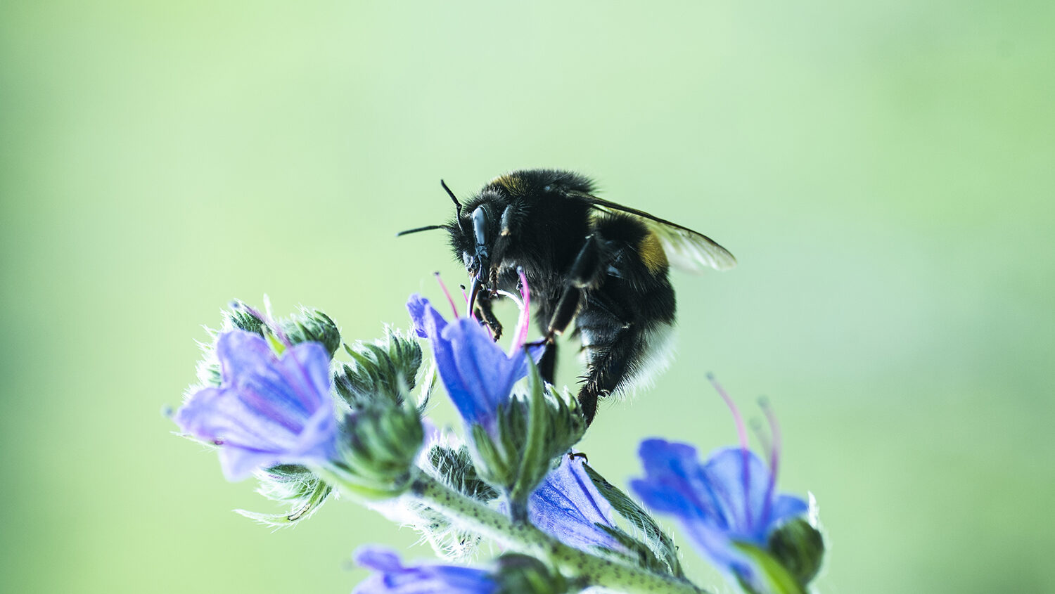 Närbild på en humla som sitter på en blå blomma.