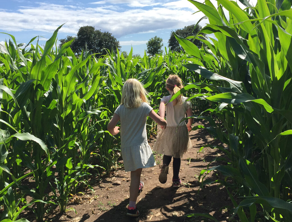 Två kjolklädda flickor springer hand i hand genom ett grönt och soligt majsfält. Majsen är dubbelt så höga som barnen.
