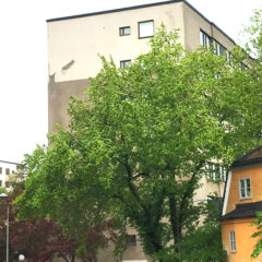 Ett bostadsområde med två fyrkantiga betonghus och i förgrunden ett gult hus med brutet tegeltak omgivet av grönskande träd.