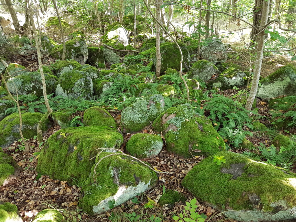 Mossbevuxna stenar bland träd. Mossan är klargrön.