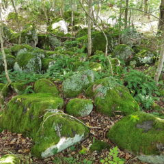 Mossbevuxna stenar bland träd. Mossan är klargrön.