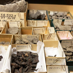 Arkeologiska fynd i pappaskar i en låda.