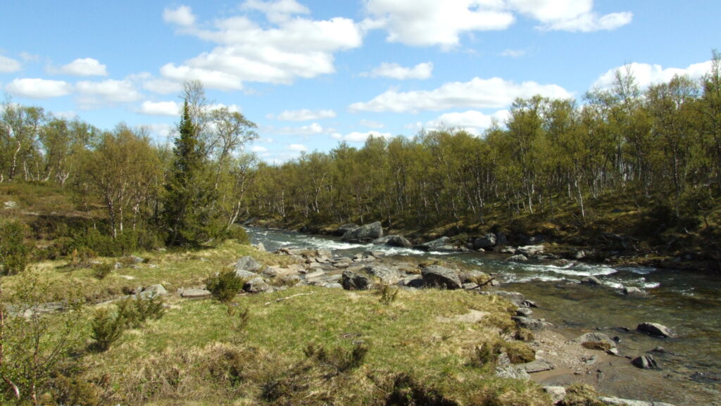 Panoramavy över landskap med en björkar som står lutande emot en forsande bäck och i förgrundem ligger stora stenar.