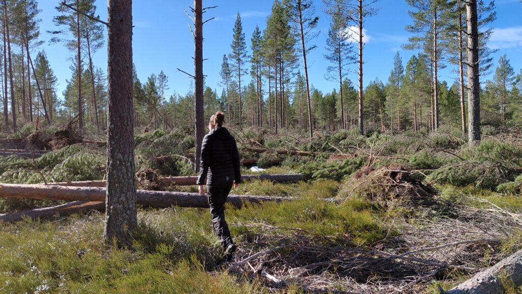 Ett skogsområde med många fallna träd, på grund av storm. I Regnsjö, Bollnäs.