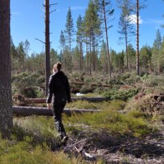 Ett skogsområde med många fallna träd, på grund av storm. I Regnsjö, Bollnäs.
