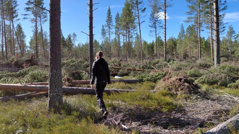 Ett skogsområde med många fallna träd, på grund av storm. I Regnsjö, Bollnäs.